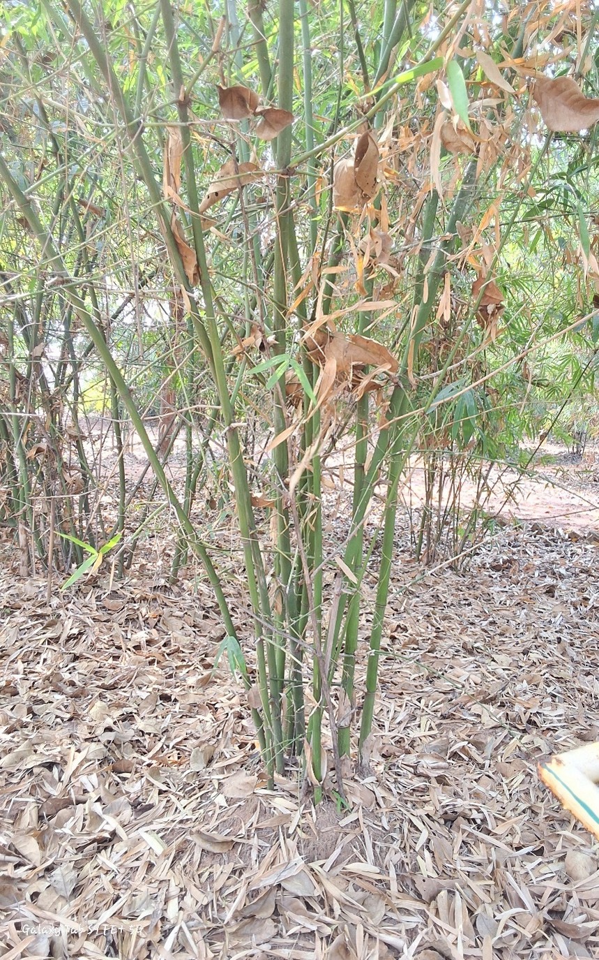 Bambusa nutans