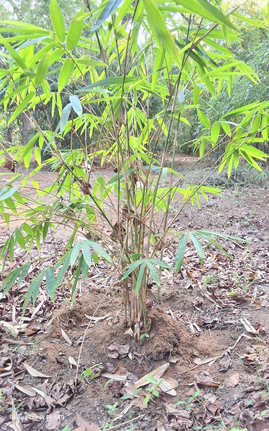 Gigantochloa atter