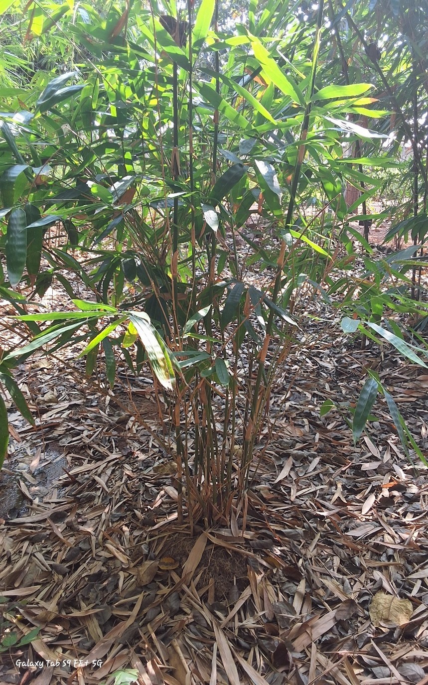 Melocanna baccifera