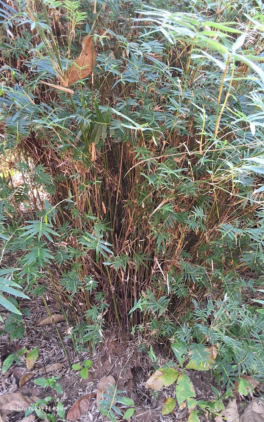 Pseudosasa japonica