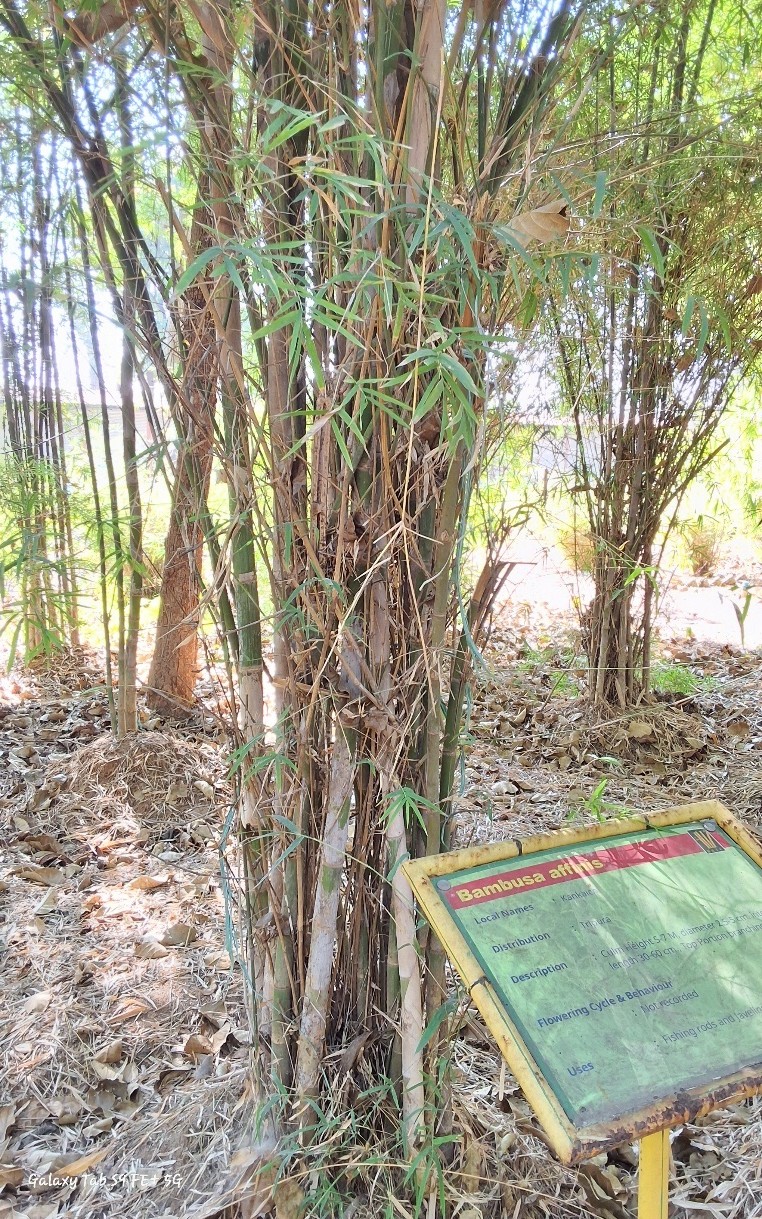 Bambusa Affinis