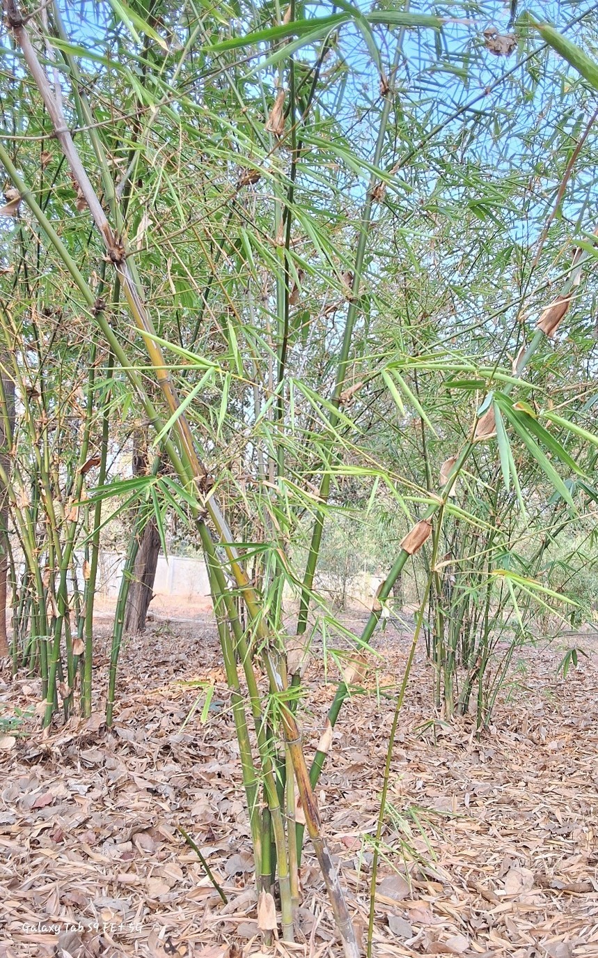 Bambusa pallida