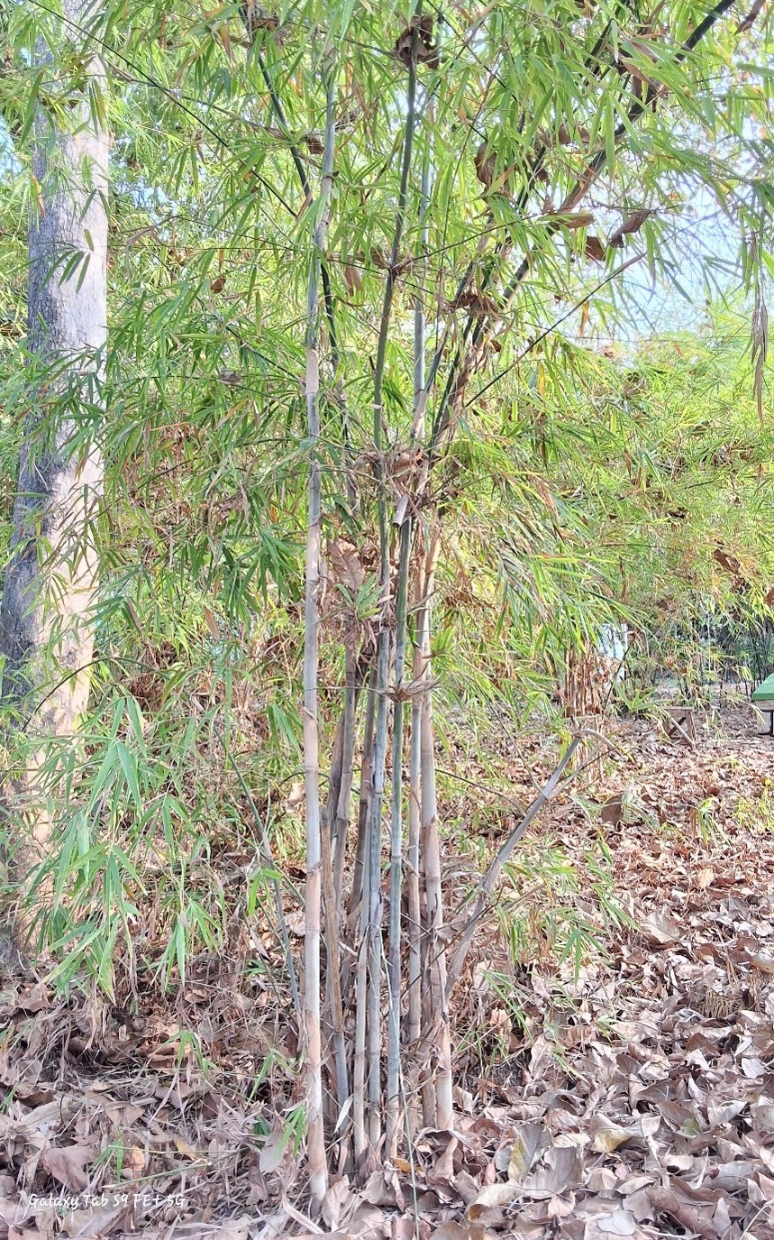 Bambusa polymorpha