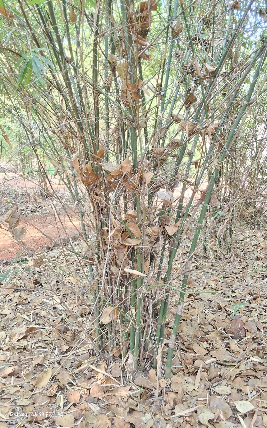 Bambusa tulda