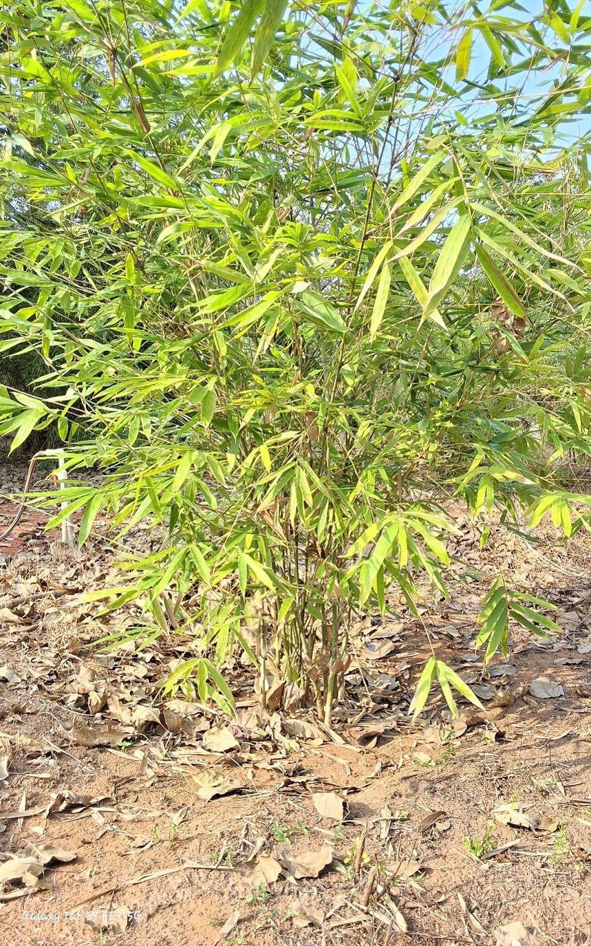 Bambusa assamica