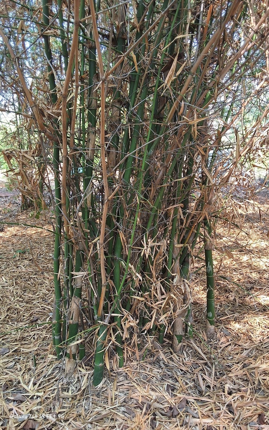 Bambusa bambos
